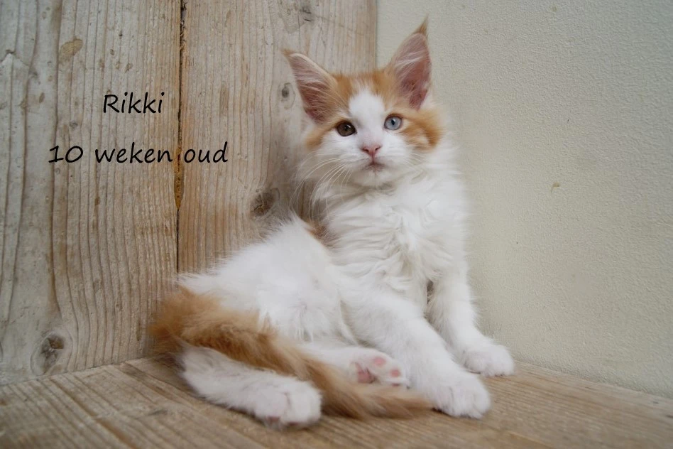 Rikki
